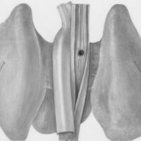 nsplsh_3e511c5db4fe4e7298d5ffd9905ec773-mv2